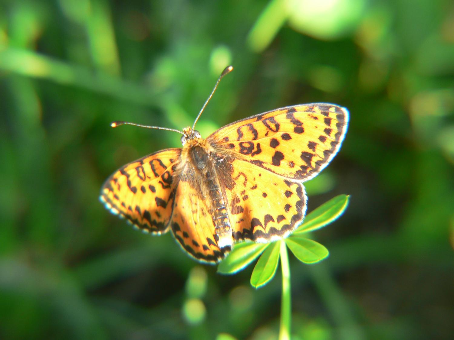 Melitaea didyma